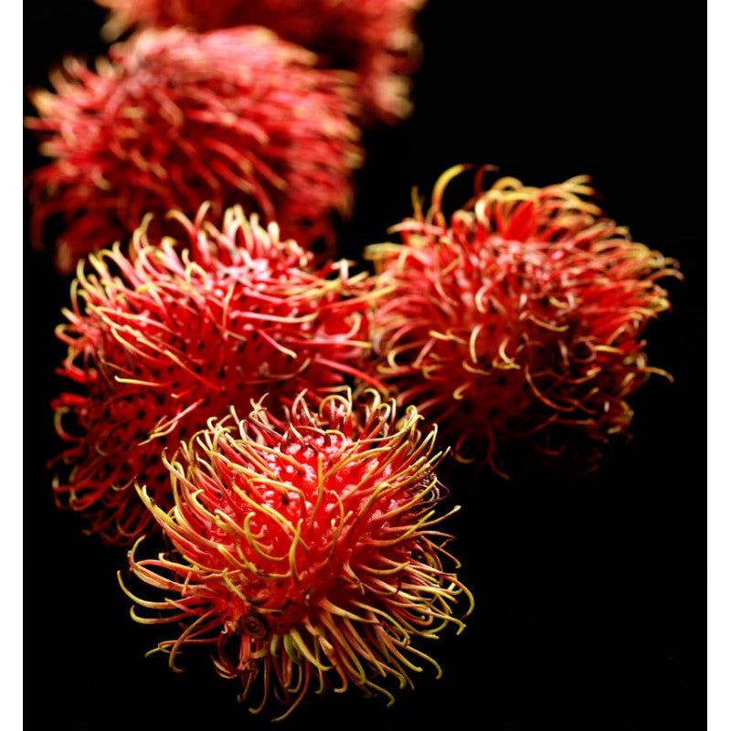 Sophisticate Perfume